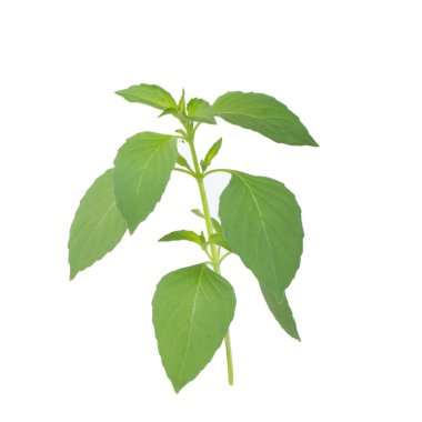 aromatik fesleğen beyaz arka plan üzerinde izole yaprakları, yakın çekim  