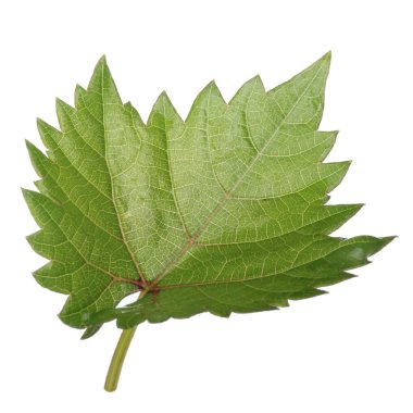 Arka planda yeşil yaprak, yakın