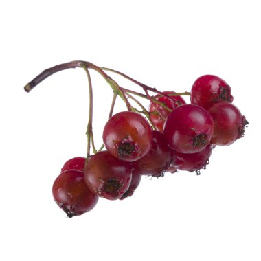 beyaz arka plan üzerinde izole taze alıç dalı, yakın çekim 