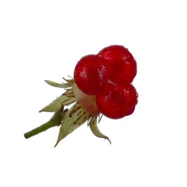 olgun bramble yakın