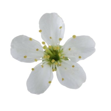 beyaz kiraz çiçeği beyaz arka plan üzerinde izole 