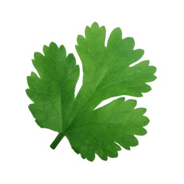 arka planda aromatik bitki, yakın