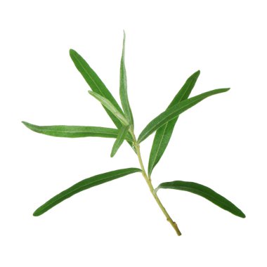 Arka planda yeşil yaprak, yakın