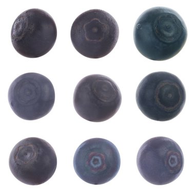 Olgun yaban mersinleri. Kapatın. 