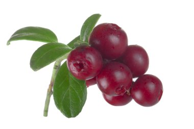 beyaz arka plan üzerinde izole olgun cowberries, yakın çekim  