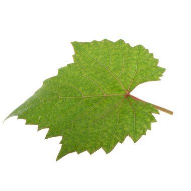 Arka planda yeşil yaprak, yakın