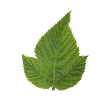 Arka planda yeşil yaprak, yakın