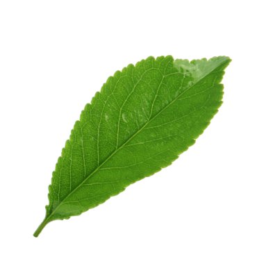 arka planda taze kiraz, yakın