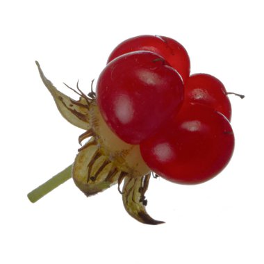 olgun bramble yakın