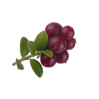 beyaz arka plan üzerinde izole olgun cowberries, yakın çekim  