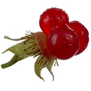 olgun bramble yakın