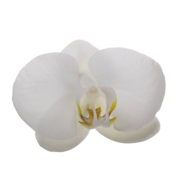 güzel beyaz orkide çiçek, yakın görünümü  