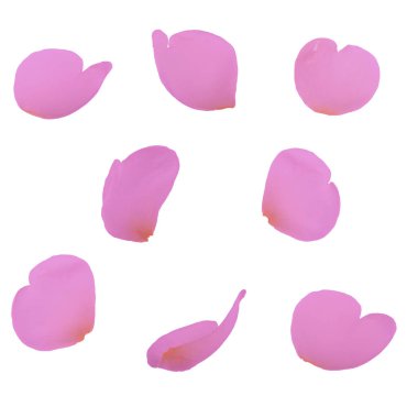  arka planda taze gül, yakın