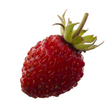 yabani çilek yakın çekim 