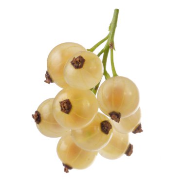 kuş üzümü berry yakın