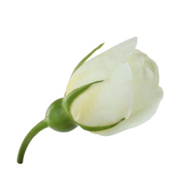 beyaz arka plan üzerinde izole güzel aromatik gül, yakın çekim 