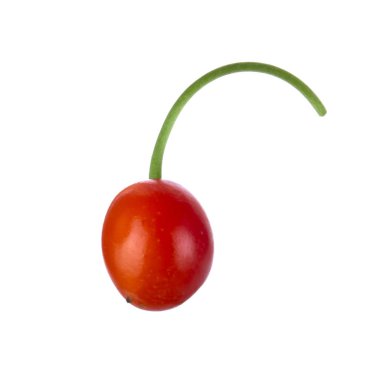 convallaria majalis yakın 