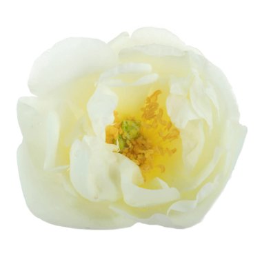 beyaz arka plan üzerinde izole güzel aromatik gül, yakın çekim 