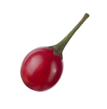 olgun dulcamara yakın