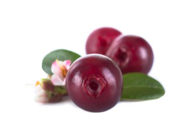 olgun bearberry yakın 