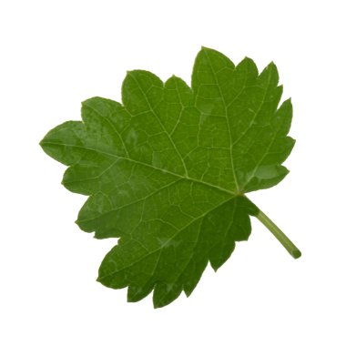 Arka planda yeşil yaprak, yakın