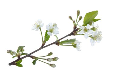 arka planda taze kiraz, yakın