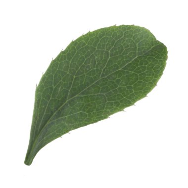 beyaz arka plan üzerinde izole böğürtlen yaprağı, yakın çekim 