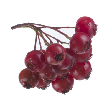 beyaz arka plan üzerinde izole taze alıç dalı, yakın çekim 