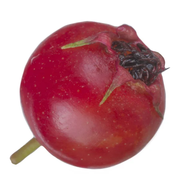 Hawthorn Berry Geïsoleerd Witte Achtergrond Close — Stockfoto