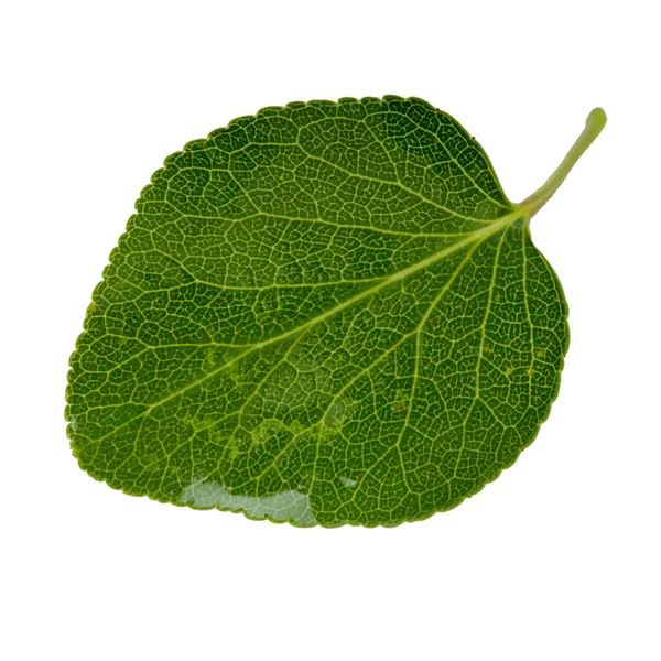 beyaz arka plan üzerinde izole yeşil kayısı yaprağı, yakın çekim   