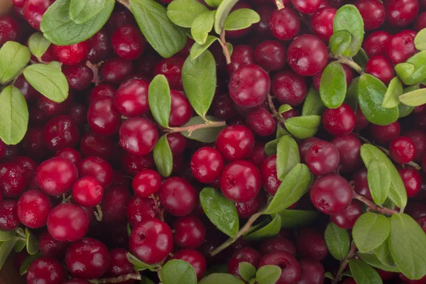 olgun bearberry yakın 