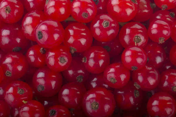 Kuş Üzümü Berry Yakın — Stok fotoğraf