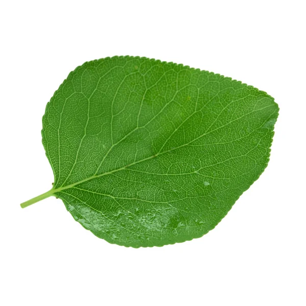 Grüne Aprikosenblätter Isoliert Auf Weißem Hintergrund Nahaufnahme — Stockfoto