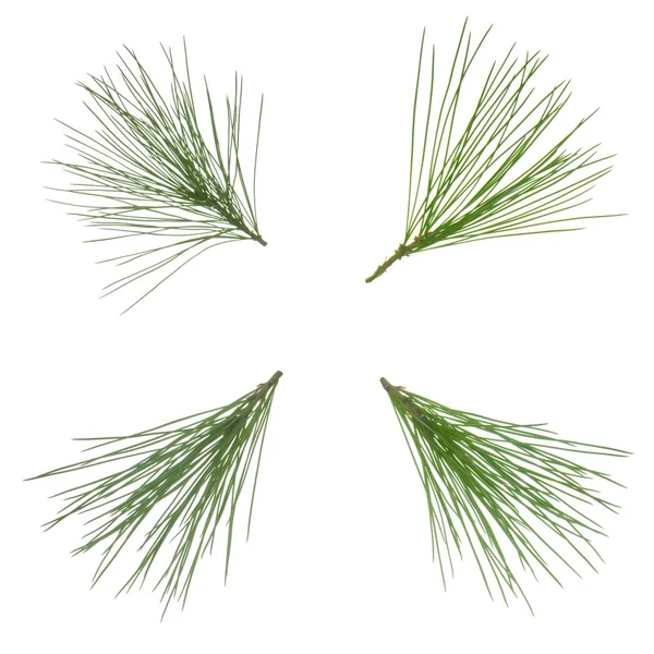 Beyaz zemin üzerinde çam iğneleri izole