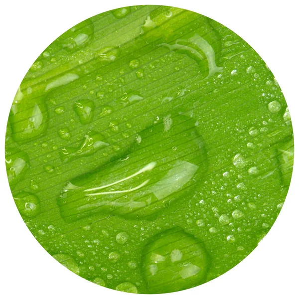 Zielony Liść Tle Zbliżenie — Zdjęcie stockowe