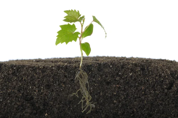 Olgun üzüm yakın çekim 