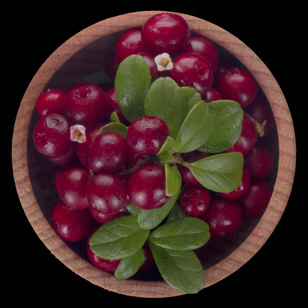 Ripe Bearberry Close — Stock Photo, Image