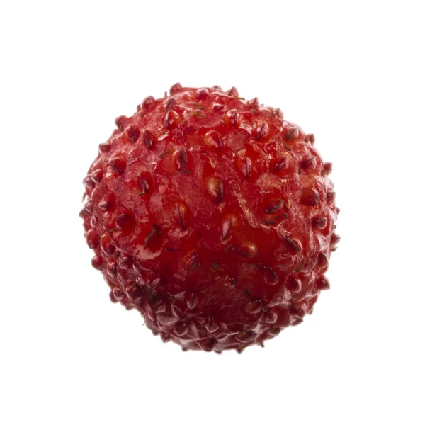 Fragola Selvatica Vicino — Foto Stock