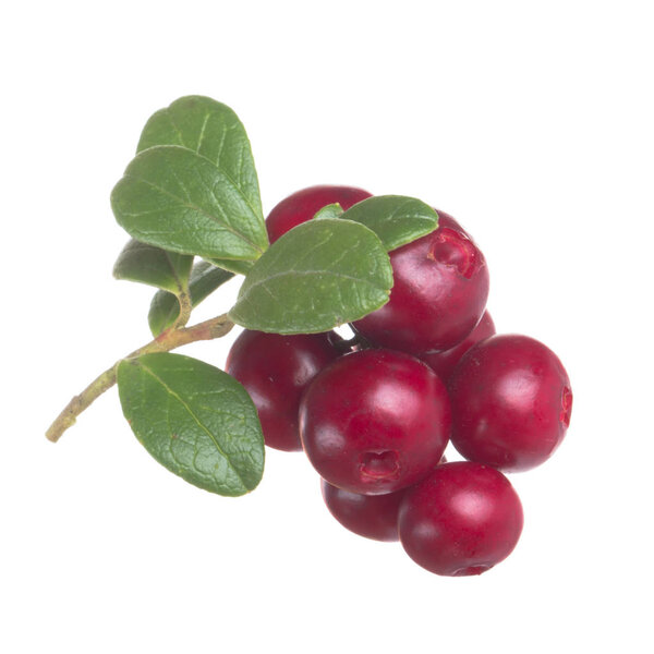 ripe cowberries isolated on white background, close-up  