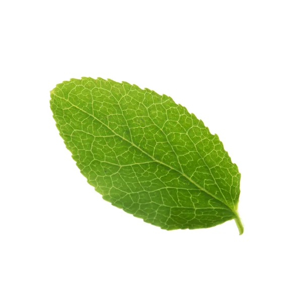 Myrtille Feuille Verte Isolée Sur Fond Blanc Gros Plan — Photo