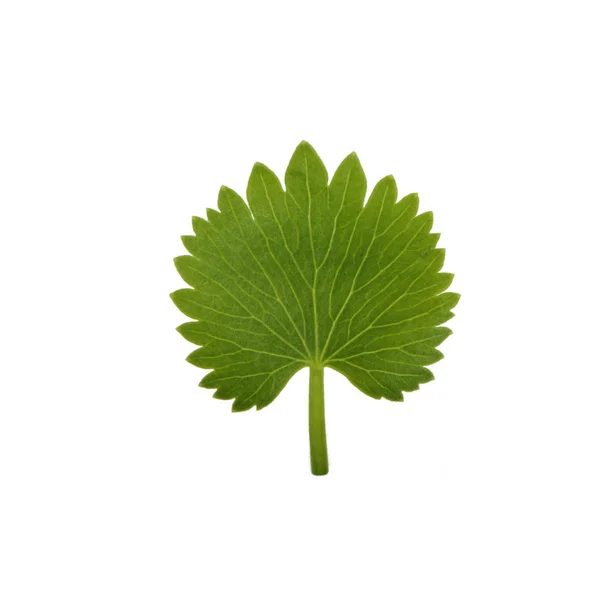 Leaf of anise isolated on white background — Stock Photo, Image