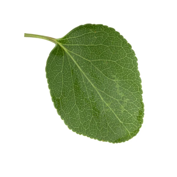 Feuille Abricot Verte Isolée Sur Fond Blanc Gros Plan — Photo