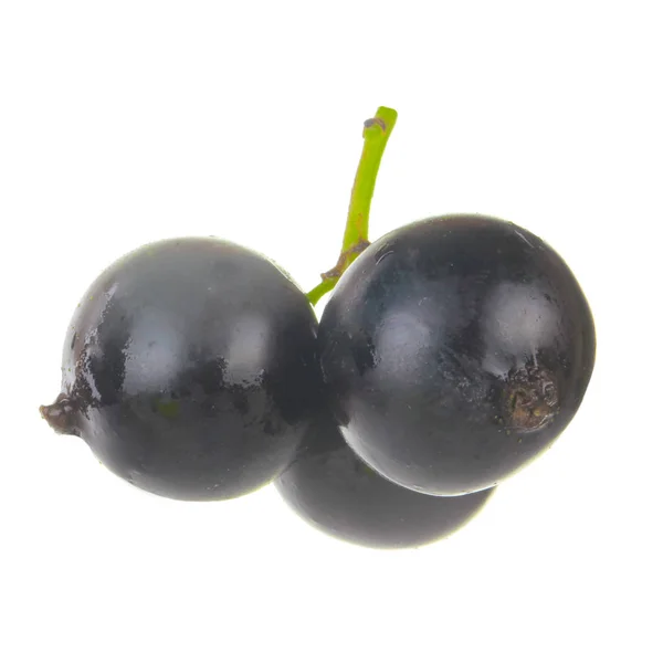 Currant Berry Close — Stok Foto