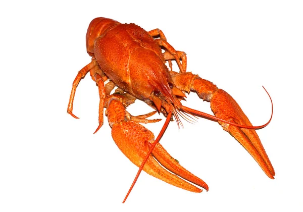 在白色背景上隔离的煮红小龙虾 — 图库照片