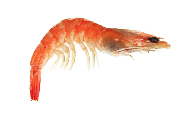 孤立在白色背景上的粉红虾 — 图库照片
