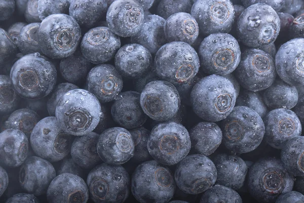 Olgun yaban mersinleri. Kapatın. 