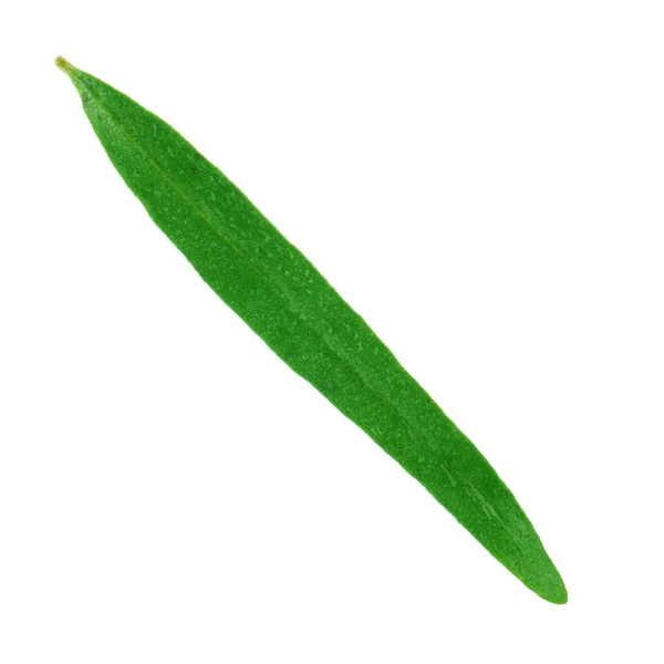 Zielony Liść Tle Zbliżenie — Zdjęcie stockowe