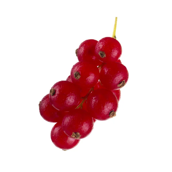 Currant Berry Close — Stock Photo, Image