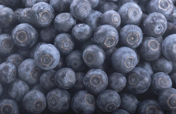 Olgun yaban mersinleri. Kapatın. 