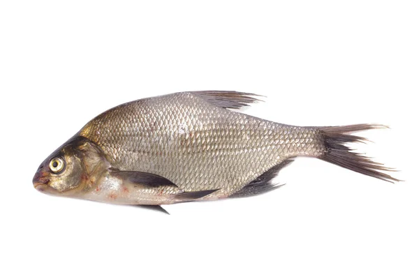 Raw Bream Isolated White Background Close — Stock Photo, Image